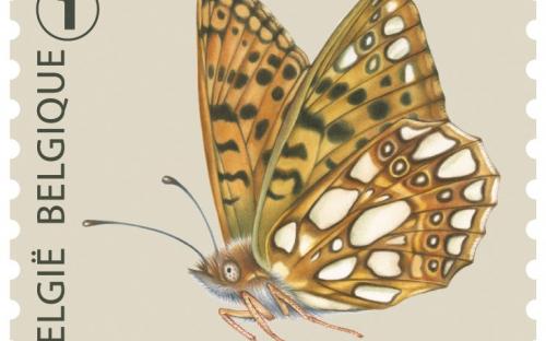 6 oktober: Vlinders van M.Meersman, Kleine Parelmoervlinder (Rolzegel)
