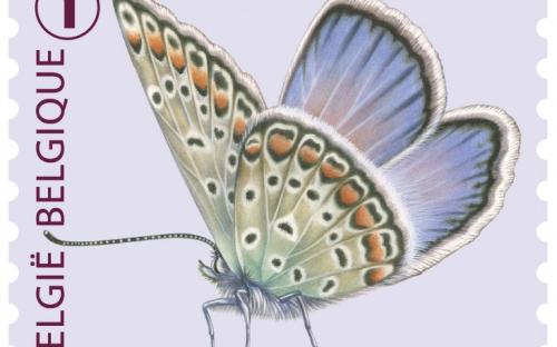 6 oktober: Vlinders van M.Meersman, Icarusblauwtje (Rolzegel)