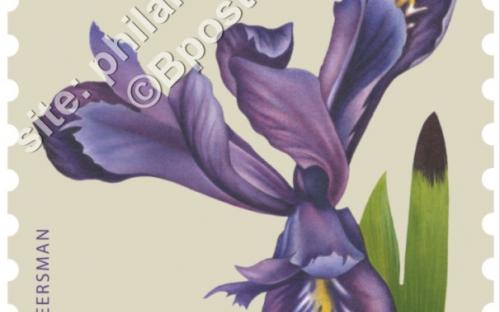 24 oktober: Bloemen, Iris