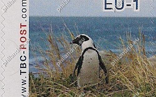 7 augustus: EU-1: Zwartvoetpinguïn (kijkt naar links)