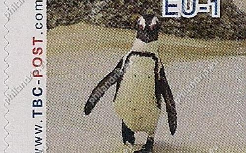 7 augustus: EU-1: Zwartvoetpinguïn (wandelend)