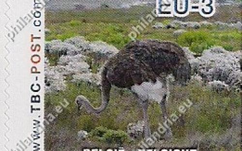 20 november: EU-3: Struisvogel (één)