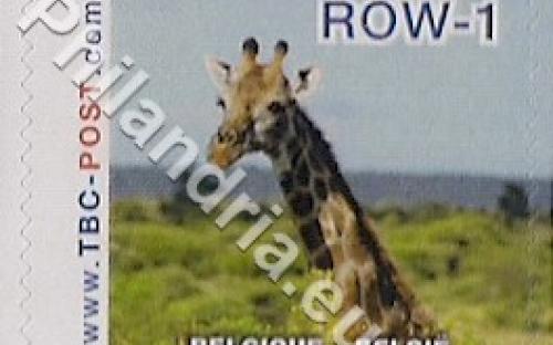 18 februari: ROW-1: Giraf 8
