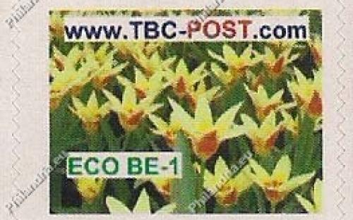 ECO BE-1 (€0.63) - Keukenhof, Tulipa Tarda