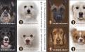 27 januari: Honden naderbij - Het postzegelboekje