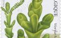 13 juni: Het nieuwe Zwin, Eénbloemige zeekraal (Salicornia Pusilla)