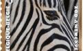 13 mei: Natuur 2013, Zoo van Antwerpen, Zebra
