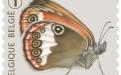 6 oktober: Vlinders van M.Meersman, Tweekleurig Hooibeestje (Rolzegel)