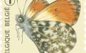 6 oktober: Vlinders van M.Meersman, Oranjetipje (Rolzegel)