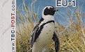 7 augustus: EU-1: Zwartvoetpinguïn (in het gras)