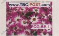 ECO BE-1 (€0.63) - Keukenhof, Osteospermum